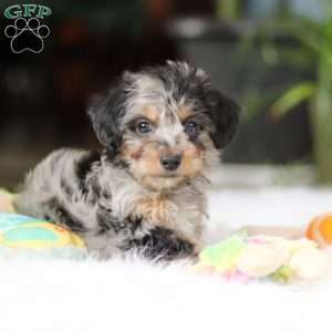 Jordan, Yorkie Poo Puppy